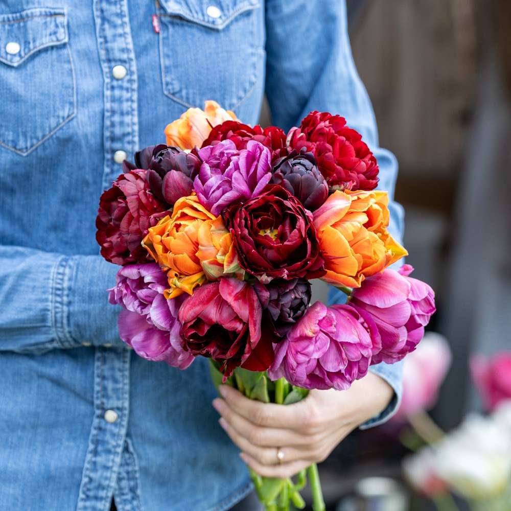 Tulppaanisekoitus 'Hidden Gem'